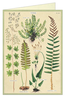 " Fern " Card