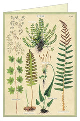 " Fern " Card